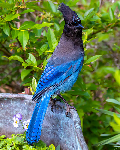 Steller's Jay